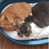 Picture of cat lost at Chazelles Sur Lyon