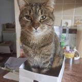 Picture of cat lost at Octeville Sur Mer