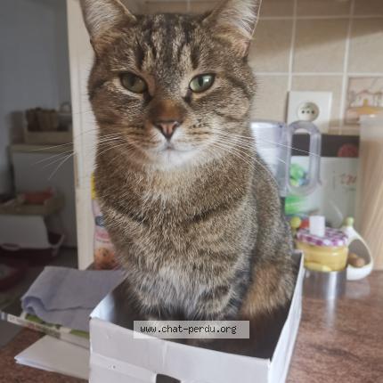 Photo 1/1 SMILEY Chat lost in Octeville sur mer