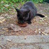 Picture of cat found at Berlin