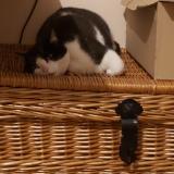 Picture of cat lost at Rosny Sous Bois