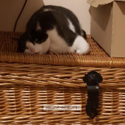 Photo 1/1 Lisi Chat lost in Rosny sous bois