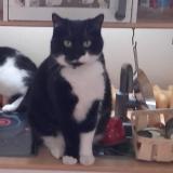 Picture of cat lost at Rosny Sous Bois