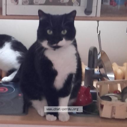 Photo 1/1 Tapsy Chat lost in Rosny sous bois