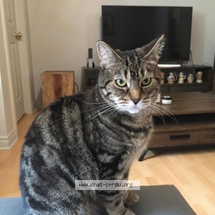 5300 Nala Cat Lost And Reunited In Montreal Lost Cat Canada 5300 Nala Cat Lost And Reunited In Montreal Lost Cat Canada