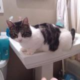 Cat Lost Or Found New York United States