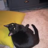 Picture of cat lost at Pont De Claix