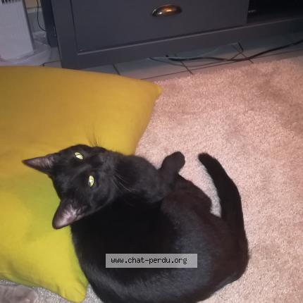 Photo 1/1 Atem Chat lost in Pont de claix