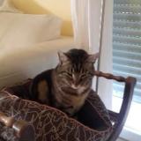 Picture of cat lost at Angers