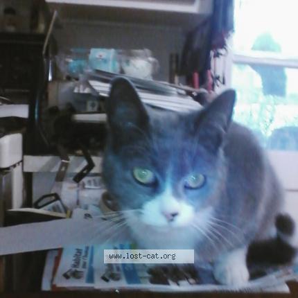 Photo 1/1 mister Chat lost in Laval