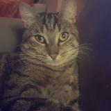 Picture of cat lost at Villemoisson Sur Orge