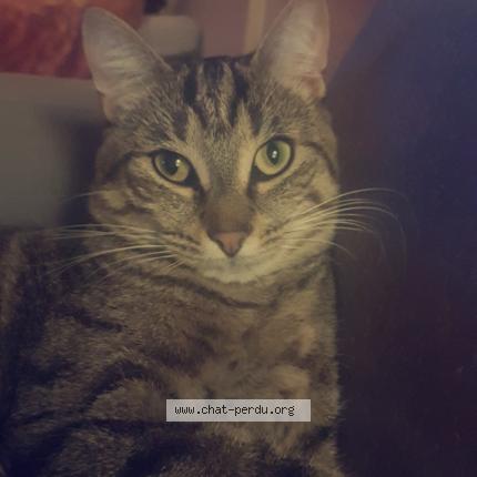Photo 1/1 Jarod Chat lost in Villemoisson sur orge