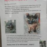 Picture of cat lost at Saint Symphorien De Lay