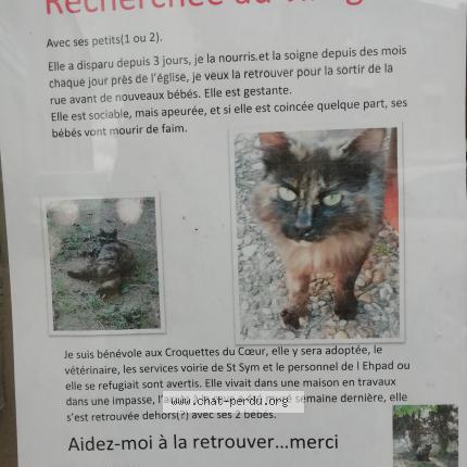 Photo 1/1 Tresor Chat lost in Saint symphorien de lay