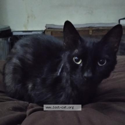 531997 Pookie Lost Cat In San Diego Lost Cat United States