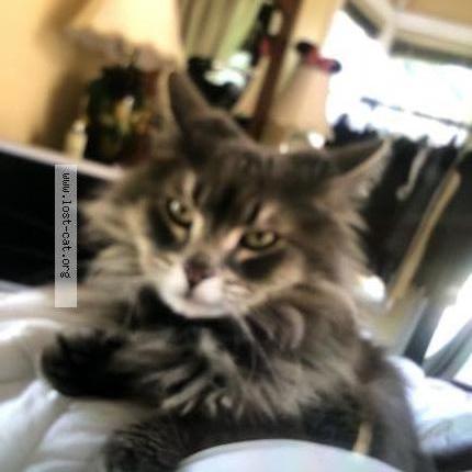 532006 Mishou Lost Cat In North Vancouver Lost Cat Canada