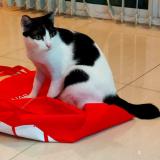 Picture of cat lost at Bickenbach