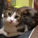 Picture of cat lost at Orleans