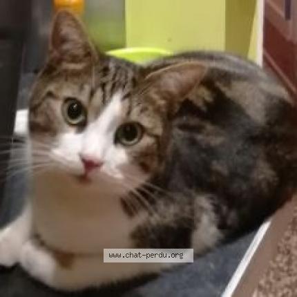 Photo 1/1 Kana&iuml;l Chat lost in Orleans