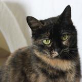 Picture of cat lost at Saint Marcel D Ardeche