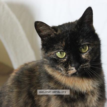 Photo 1/1 DIVINE Chat lost in Saint marcel d ardeche