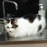 Picture of cat lost at Montbrison