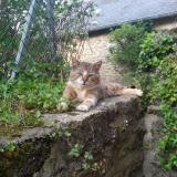 Picture of cat lost at Saint Nicolas Du Pelem