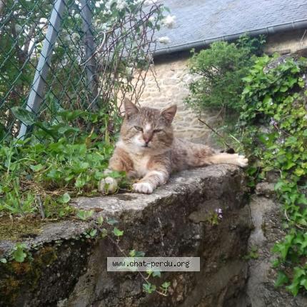 Photo 1/1 Nono Chat lost in Saint nicolas du pelem