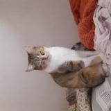 Picture of cat lost at Saint Nicolas Du Pelem