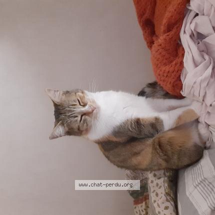 Photo 1/1 Cora Chat lost in Saint nicolas du pelem