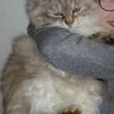 Picture of cat lost at Cherbourg