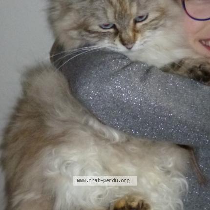 Photo 1/1 Kiera ou choupi Chat lost in Cherbourg