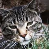 Picture of cat lost at Dietrichingen