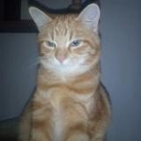 Picture of cat lost at Gujan Mestras