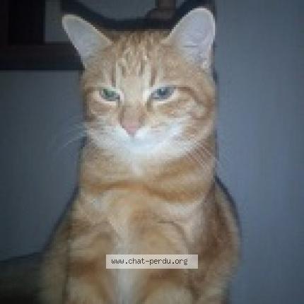 Photo 1/1 gavroche Chat lost in Gujan mestras