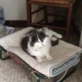 Picture of cat lost at Chevire Le Rouge Bauge En Anjou