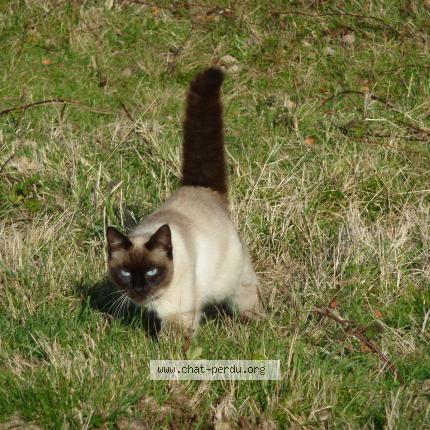 Photo 1/1 Bichdouille Chat lost in Gouzens