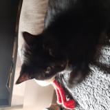 Picture of cat lost at Strasbourg