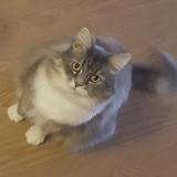 Picture of cat lost at Brunn