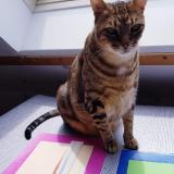 Picture of cat lost at Doeuil Sur Le Mignon