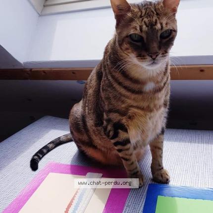 Photo 1/1 Yoda Chat lost in Doeuil sur le mignon