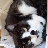 Picture of cat lost at Saint Andre De Cubzac