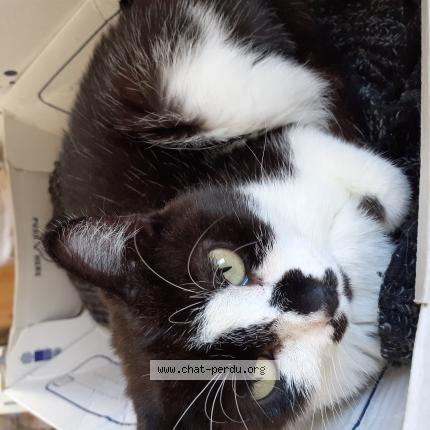 Photo 1/1 EASY Chat lost in Saint andre de cubzac