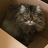 Picture of cat lost at Nantes