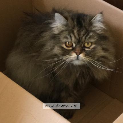 Photo 1/1 Mozart Chat lost in Nantes