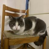 Picture of cat lost at Ille Sur Tet