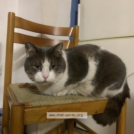 Photo 1/1 Polochon Chat lost in Ille sur tet