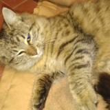 Picture of cat lost at Pusignan