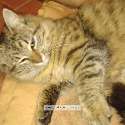 Photo 1/1 TIGRESSE Chat lost in Pusignan