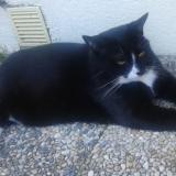 Picture of cat lost at Inzinzac Lochrist